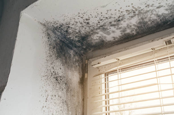 Affordable Mold Inspection And Testing solutions in Brookside, NJ